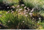 Eriophorum vaginatum, Linaigrette engainante