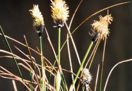 Eriophorum vaginatum, Linaigrette engainante