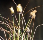 Eriophorum vaginatum, Linaigrette engainante
