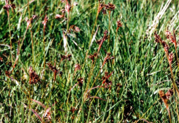 Luzula campestris, Luzule des champs