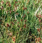 Luzula campestris, Luzule des champs
