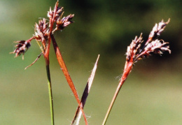 Luzula campestris, Luzule des champs