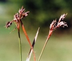 Luzula campestris, Luzule des champs
