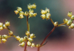 Valerianella rimosa, Valérianelle sillonnée