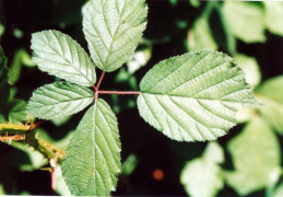 Rubus bifrons, Ronce à feuilles discolores