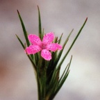 Dianthus armeria