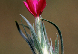 Dianthus armeria