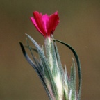 Dianthus armeria