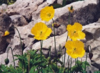 Meconopsis cambrica, Méconopside du Pays de Galles