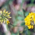 20040701_moutier_combe-des-billes_coronilla_coronata_1.jpg