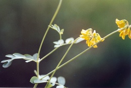 Coronilla coronata, Coronille en couronne