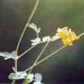 20040701_moutier_combe-des-billes_coronilla_coronata_3.jpg