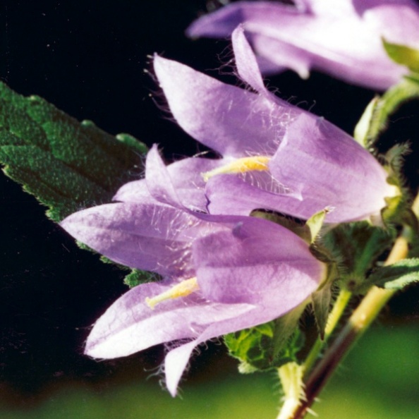 20040701_porrentruy_campanula_trachelium.jpg