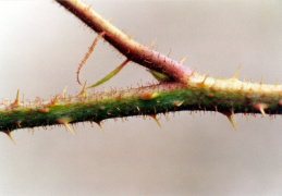 Rubus tereticaulis, Ronce à tige ronde