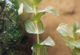 Potamogeton perfoliatus, Potamot perfolié