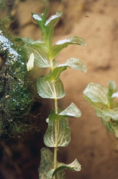 20040720_clos-du-doubs_st-ursanne_potamogeton_perfoliatus_01.jpg