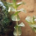 20040720_clos-du-doubs_st-ursanne_potamogeton_perfoliatus_01.jpg