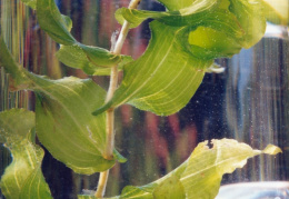 Potamogeton perfoliatus, Potamot perfolié
