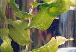 Potamogeton perfoliatus, Potamot perfolié