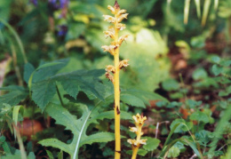 Orobanche reticulata, Orobanche réticulée