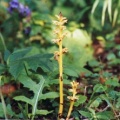 20040722_le-noirmont_lagoule-pt-508_orobanche_flava_01.jpg