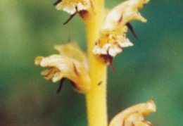 Orobanche reticulata, Orobanche réticulée