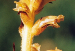 Orobanche reticulata, Orobanche réticulée