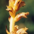 20040722_le-noirmont_lagoule-pt-508_orobanche_flava_03.jpg