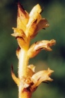 Orobanche reticulata, Orobanche réticulée