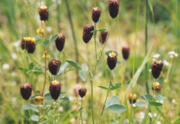 Trifolium spadiceum, Trèfle marron