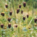 20040724_le-noirmont_les-barrieres_trifolium_spadiceum.jpg