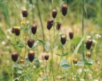 Trifolium spadiceum, Trèfle marron