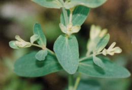 Lonicera xylosteum, Chèvrefeuille des haies