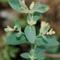 20040725_goumois_moulin-jeannotat_jeune-pousse-de_lonicera_xylosteum.jpg