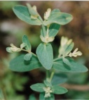 Lonicera xylosteum, Chèvrefeuille des haies