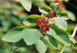 Lonicera xylosteum, Chèvrefeuille des haies