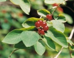 Lonicera xylosteum, Chèvrefeuille des haies
