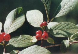 Lonicera xylosteum, Chèvrefeuille des haies