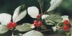 Lonicera xylosteum, Chèvrefeuille des haies