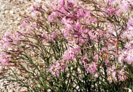 Dianthus superbus