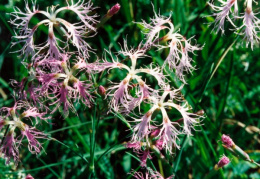 Dianthus superbus