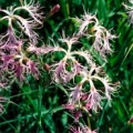 20040725_les-bois_peu-claude_dianthus_superbus_02.jpg