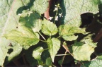 Circaea x intermedia, Circée intermédiaire