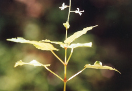 Circaea x intermedia, Circée intermédiaire