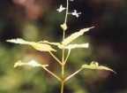 Circaea x intermedia, Circée intermédiaire