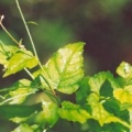 20040725_saignelegier_bas-du-bief-de-vautenaivre_circaea_x_intermedia_3.jpg