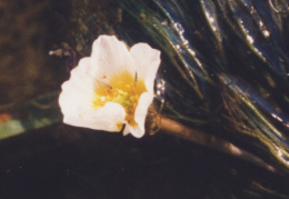 Ranunculus fluitans, Renoncule flottante