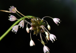 Allium oleraceum, Ail des endroits cultivés