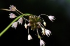 Allium oleraceum, Ail des endroits cultivés