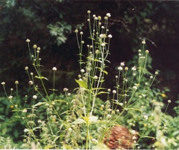 Dipsacus pilosus, Cardère poilue